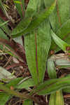 Longleaf buckwheat